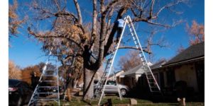 Photo of kind home solutions holiday light installation putting lights up in a tree