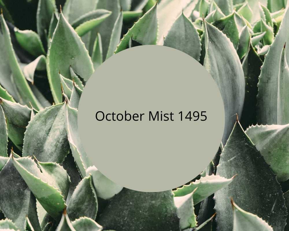 close up image of succulent plants with october mist color swatch